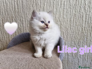 Ragdoll cats 🐾GorgeousRagdollKittens.Ready 22nd December 🐾 - Advert 18