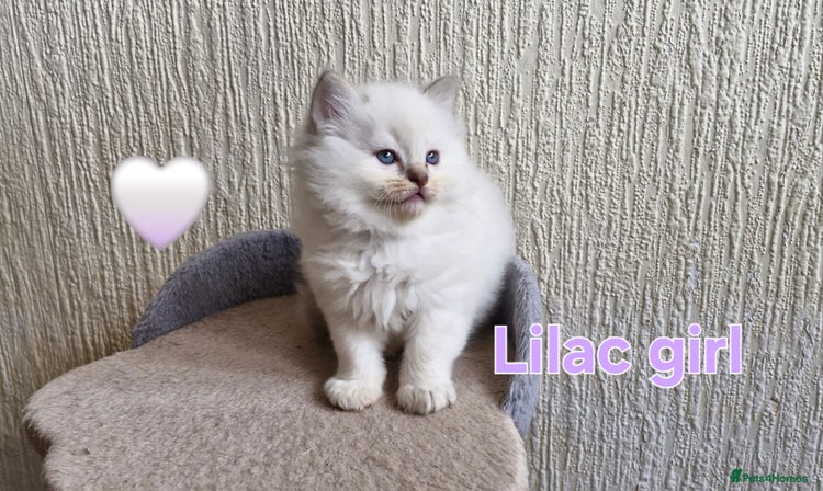 Ragdoll cats 🐾GorgeousRagdollKittens.Ready 22nd December 🐾 - Advert 16