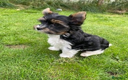 Yorkshire Terrier dogs for sale: York puppies for sale - Image 18