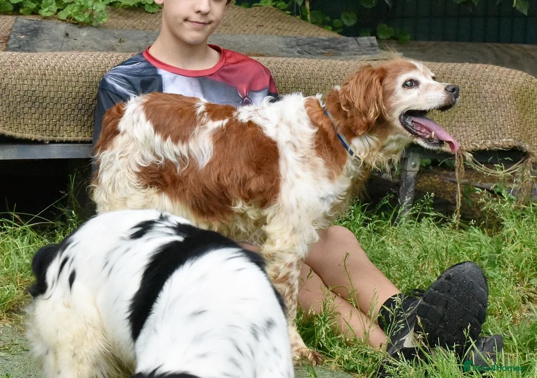 Brittany Spaniel dogs for adoption: Nuca  in Tonypandy - Advert 8