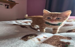 Mixed Breed cats for sale: Stunning, active kittens - Image 14