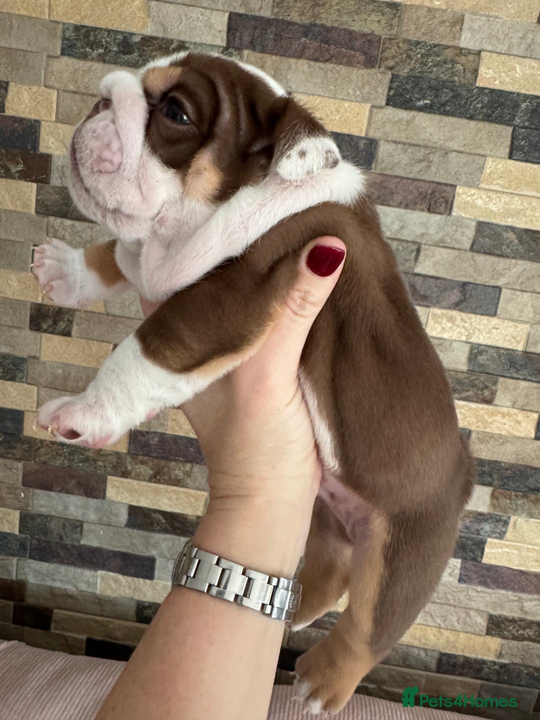 English Bulldog dogs for sale: English bulldogs  - Advert 8