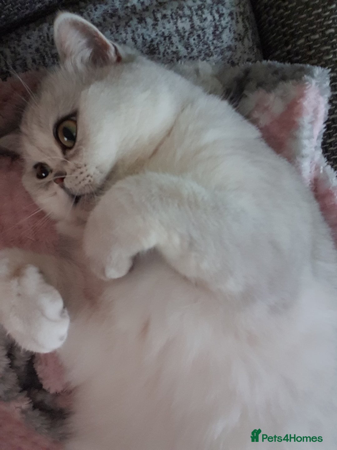 Scottish Fold cats for sale: Scottish Straight/British longhair  - Advert 8