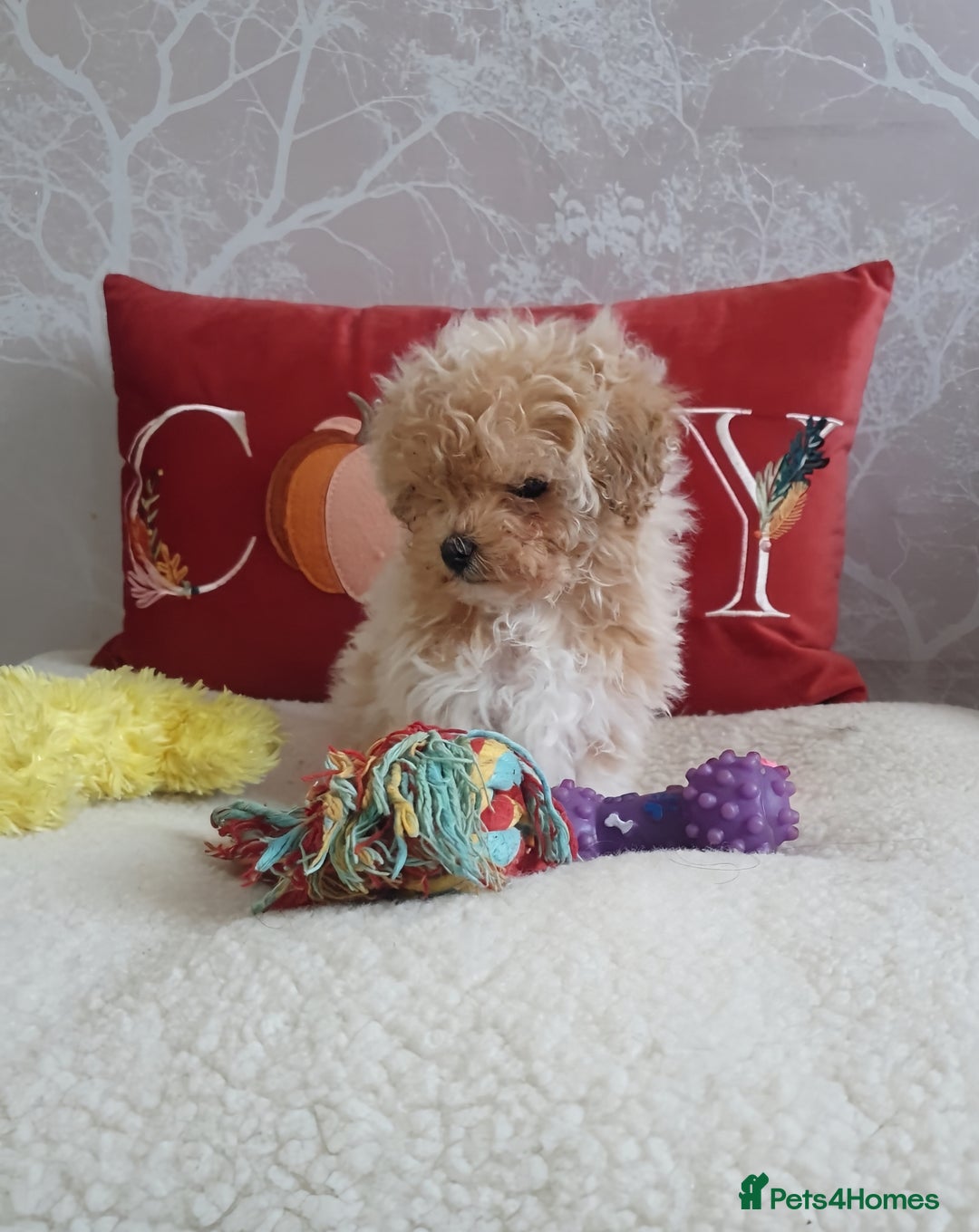 Maltipoo dogs for sale: 🌟💛🌟Precious Biscuit Princess 🌟💛🌟  - Advert 5