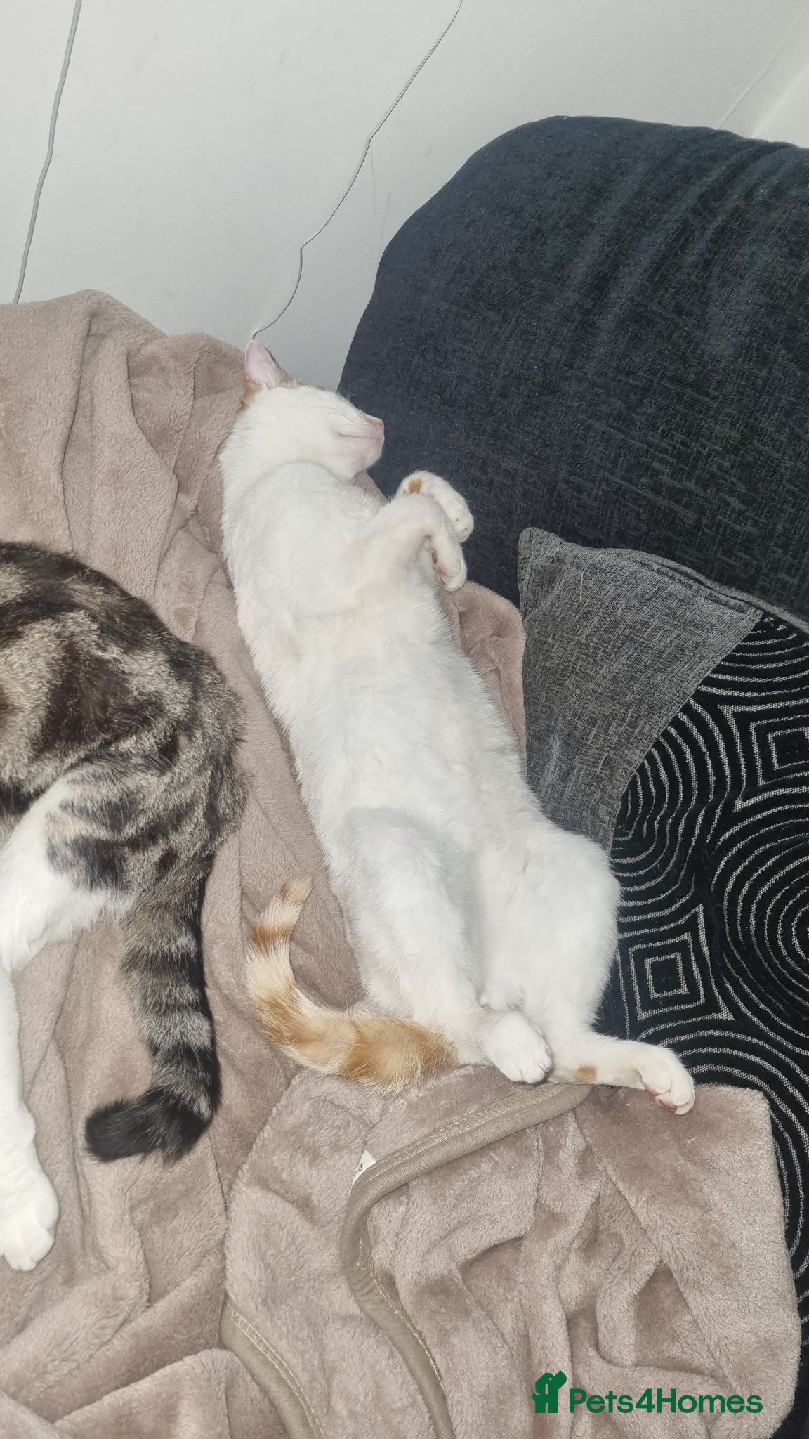 Mixed Breed cats 2 beautiful male cats in need for rehoming  - Advert 2