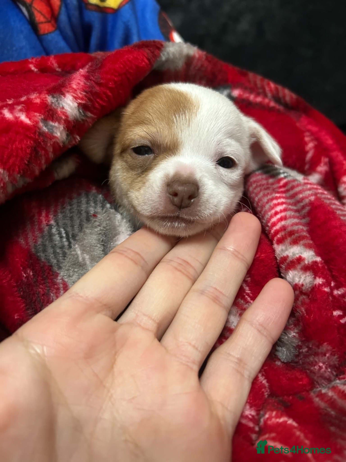 Chihuahua dogs Chihuahua Puppy Boy🤍🤎 - Advert 3