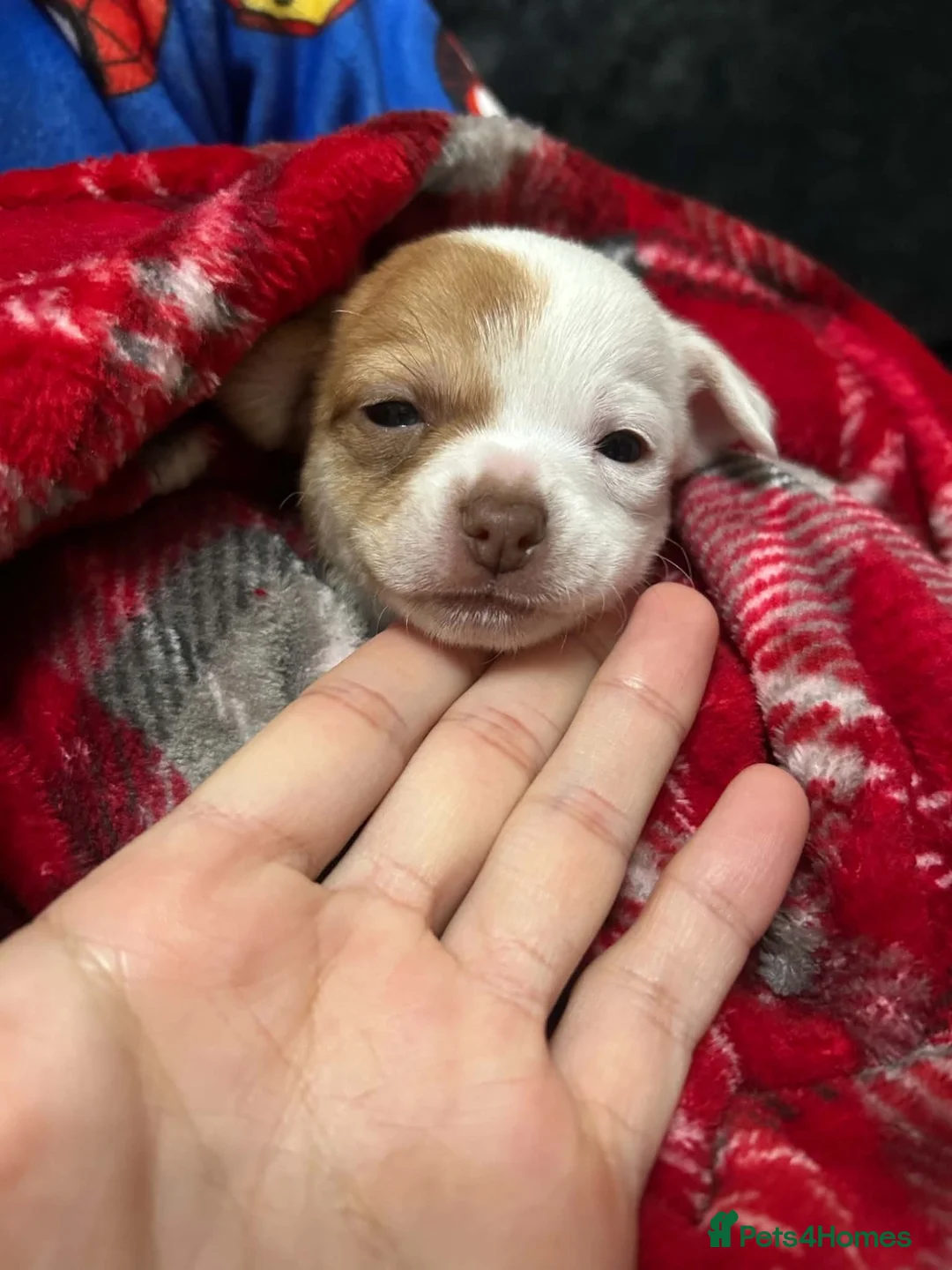 Chihuahua dogs for sale: Chihuahua Puppy Boy🤍🤎 - Advert 1