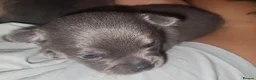Chihuahua dogs for sale: Cheeky Little Chihuahua Pup  in Littlehampton - Advert 4
