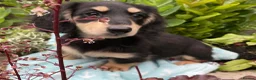 Miniature Dachshund dogs for sale: GORGEOUS KC reg PRA CLEAR MINI DACHSHUND PUPPIES - Advert 26