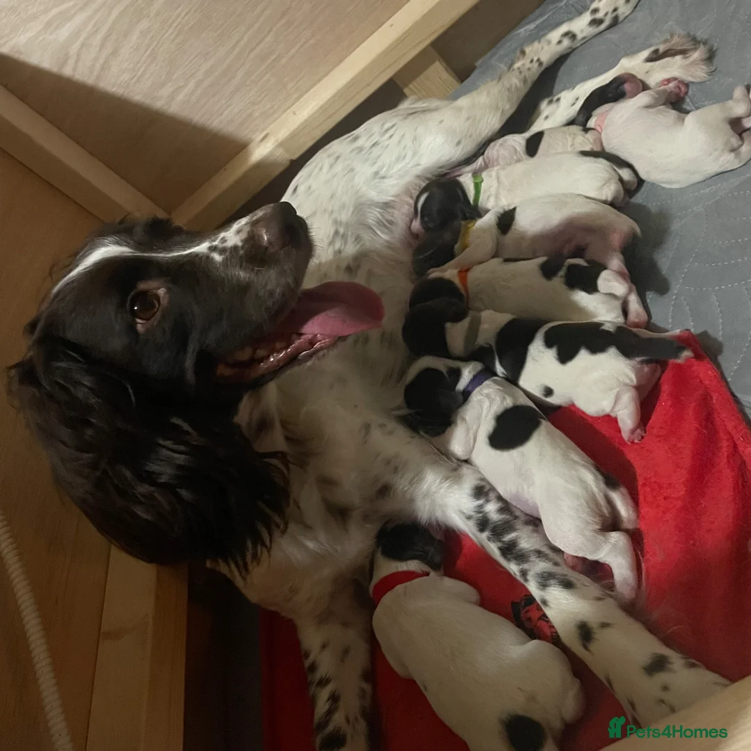 English Springer Spaniel dogs for sale: KC Working English Springer Spaniel - 87 FTCH & IR in Halesworth - Advert 2