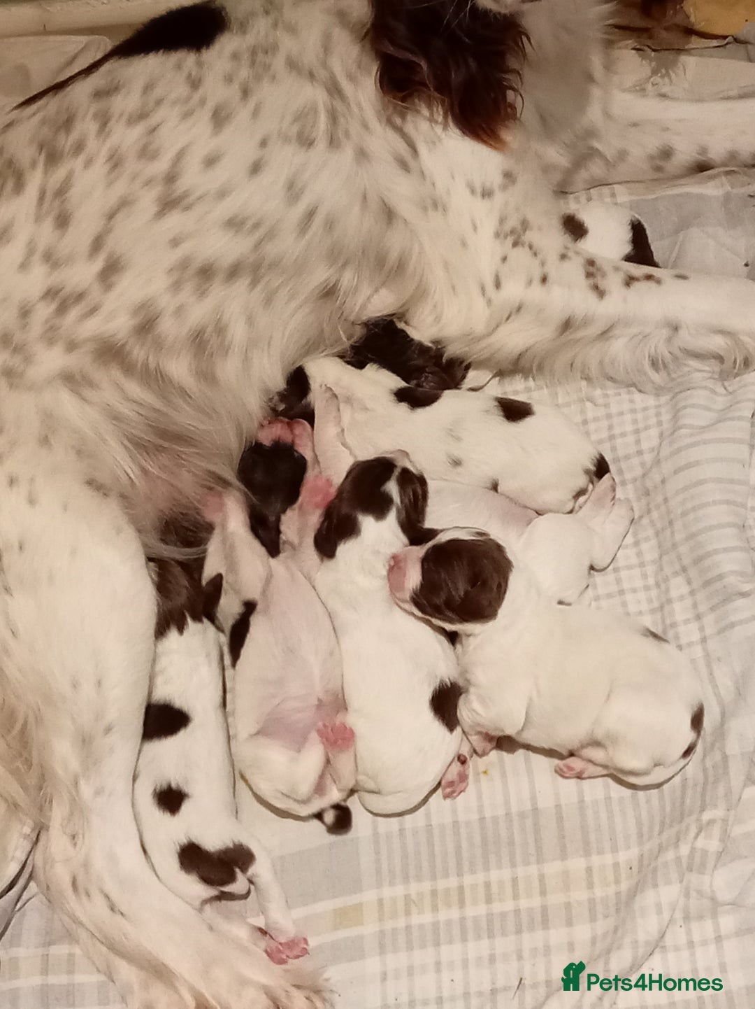 English Springer Spaniel dogs for sale: KC Reg English Springer Spaniels - 2 girls left - Advert 13