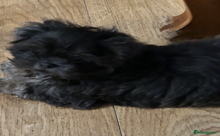 Shih Tzu dogs - Advert 1