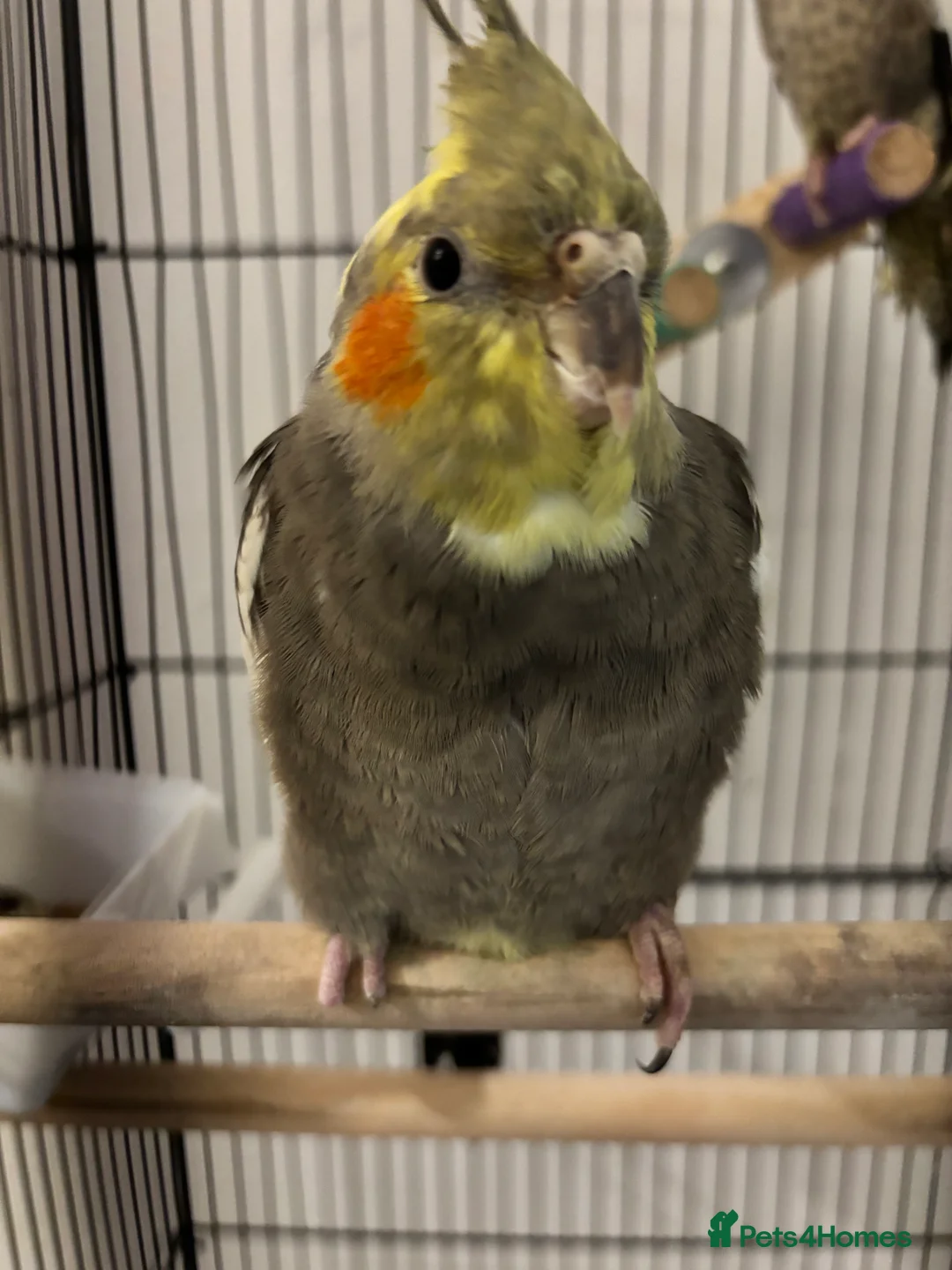 Cockatiels birds for sale: Cocktails - Advert 1