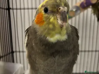 Cockatiels birds Cocktails - Advert 1