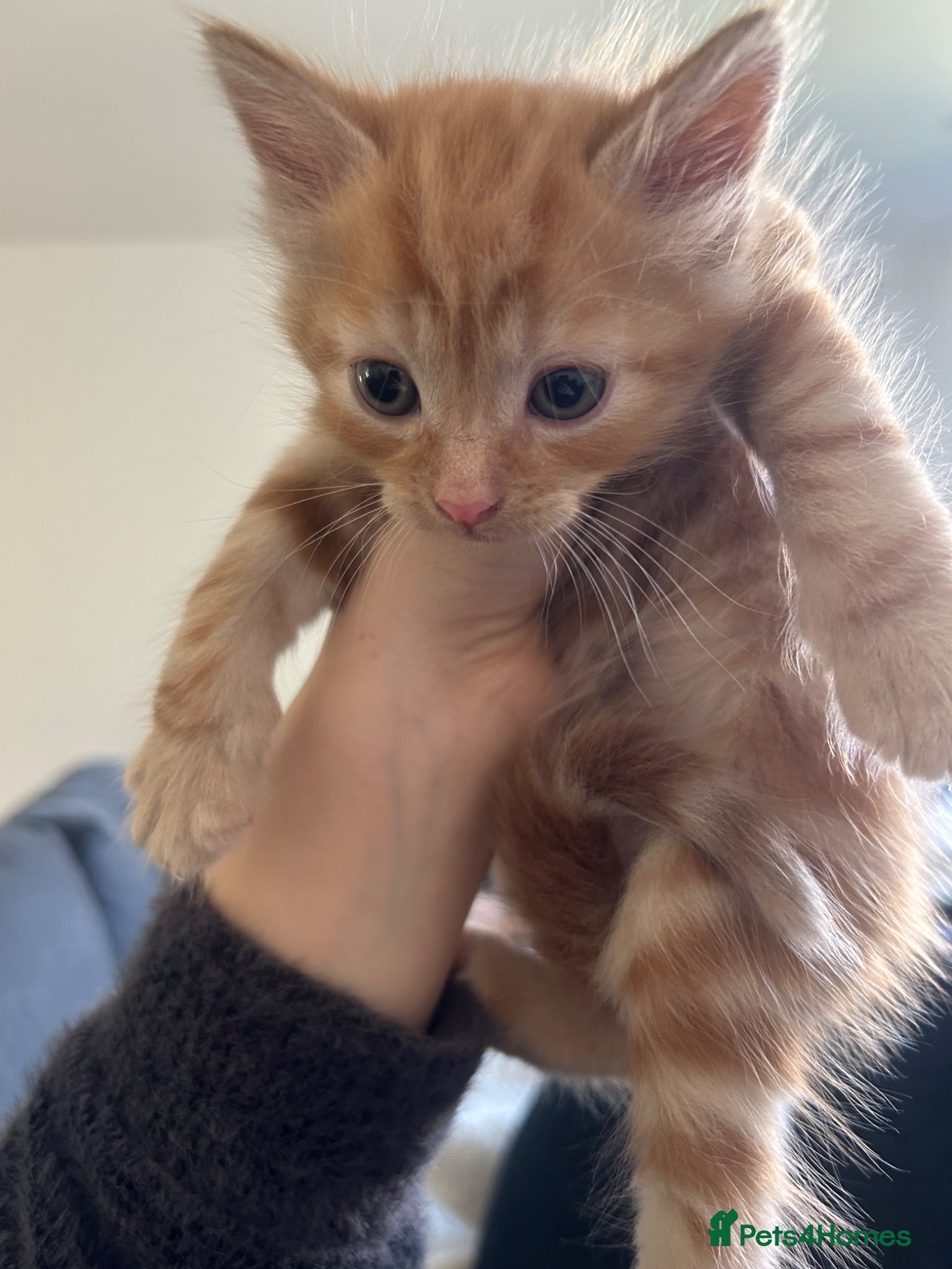 Mixed Breed cats Kittens - Advert 4