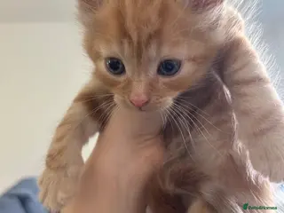 Mixed Breed cats Kittens - Advert 4