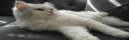 Persian cats for sale: Persian chinchilla silver back in Walsall - Advert 3