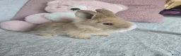 Mini Lion Lop rabbits for sale: Friendly blue eyes Double mane lion lops.  - Advert 3