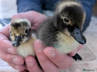 Ducks poultry Shetland ducklings - rare breed - Advert 1