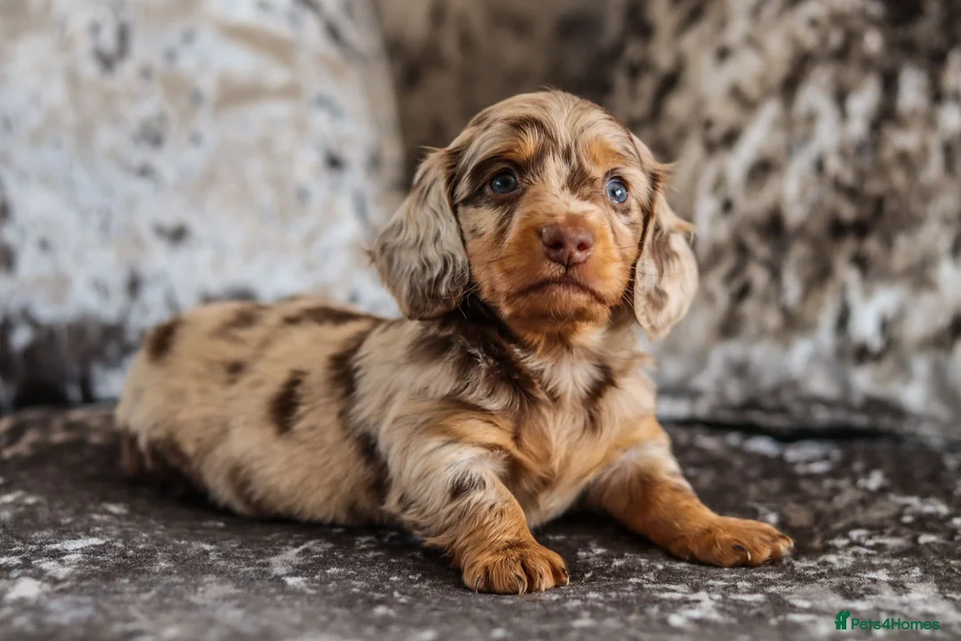 Miniature Dachshund dogs for stud: STUNNING MINIATURE DACHSHUND AVAILABLE AT STUD  in Grays - Advert 12