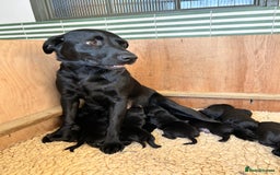 Labrador Retriever dogs for sale: Black Labrador puppies, KC reg  - Image 11