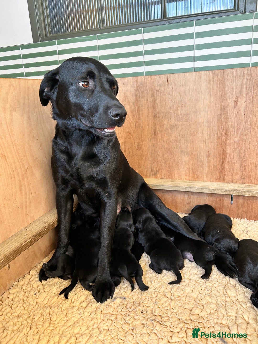 Labrador Retriever dogs for sale: Black Labrador puppies, KC reg  - Image 11