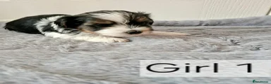 Biewer Terrier 4