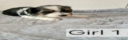 Biewer Terrier dogs for sale: Yorkshire Biewer Terrier Puppies - Advert 6