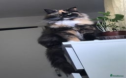 Persian cats for sale: Female Persian Kitten - Image 4