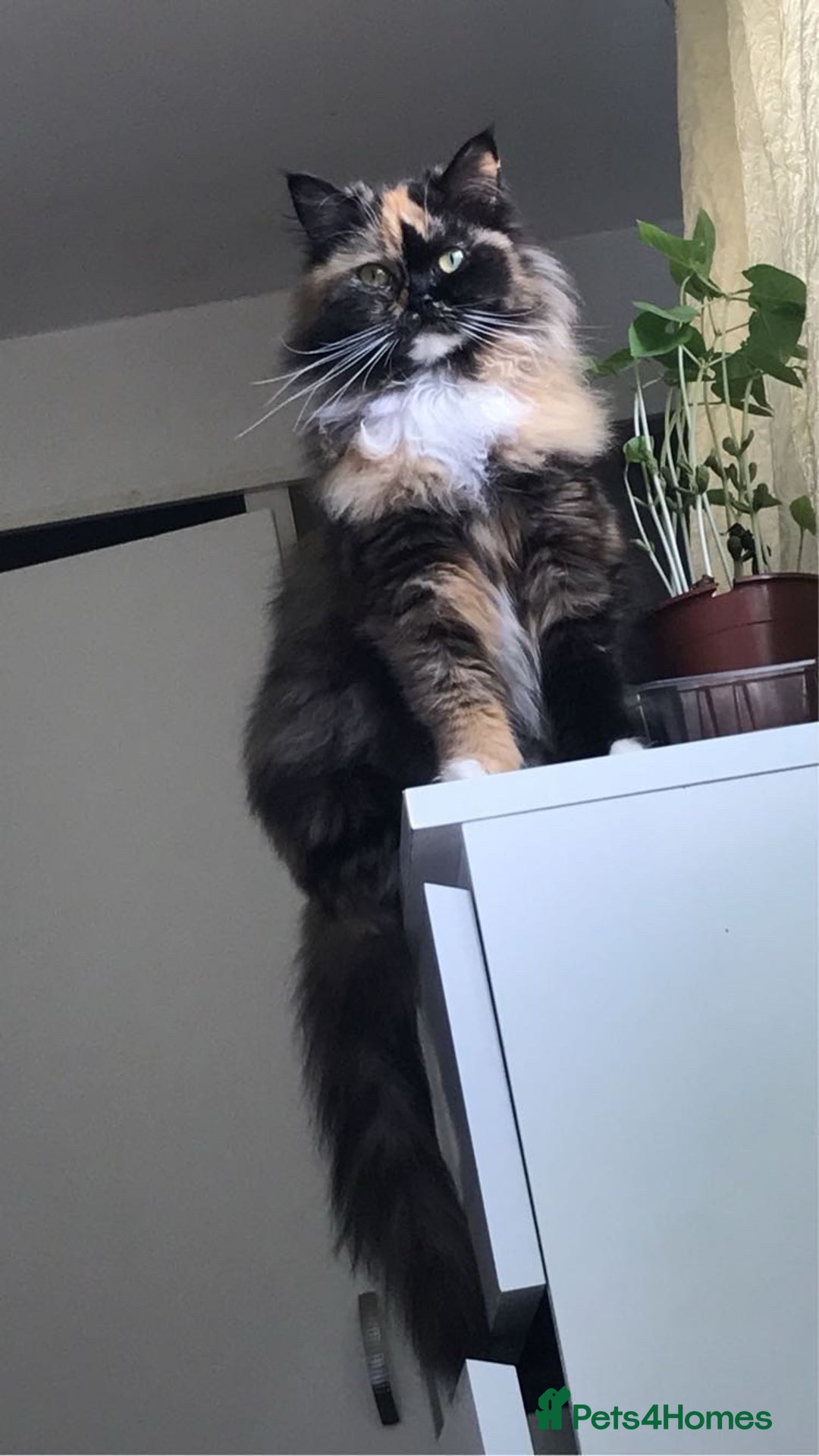 Persian cats for sale: Female Persian Kitten - Image 4