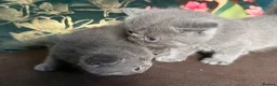 Exotic cats for sale: Exotic Shorthair Kittens For Sale - Advert 14