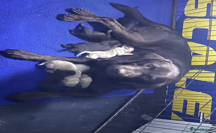 Labrador Retriever dogs Labrador puppies - Advert 2