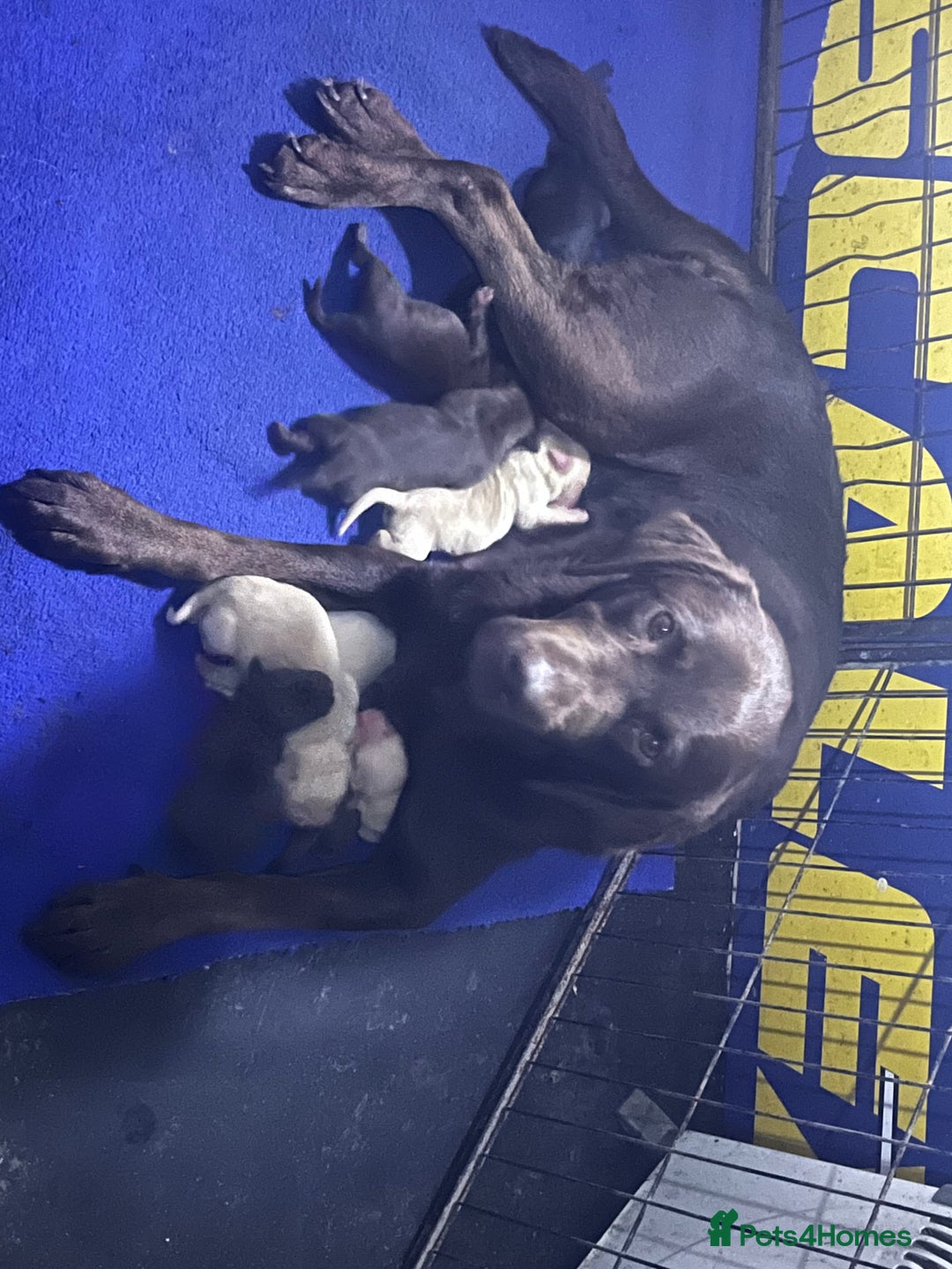 Labrador Retriever dogs for sale: Labrador puppies - Advert 1