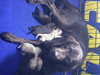 Labrador Retriever dogs Labrador puppies - Advert 1