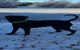 Cane Corso dogs for sale: Cane Corso Puppies Looking for Their Forever Homes - Advert 15