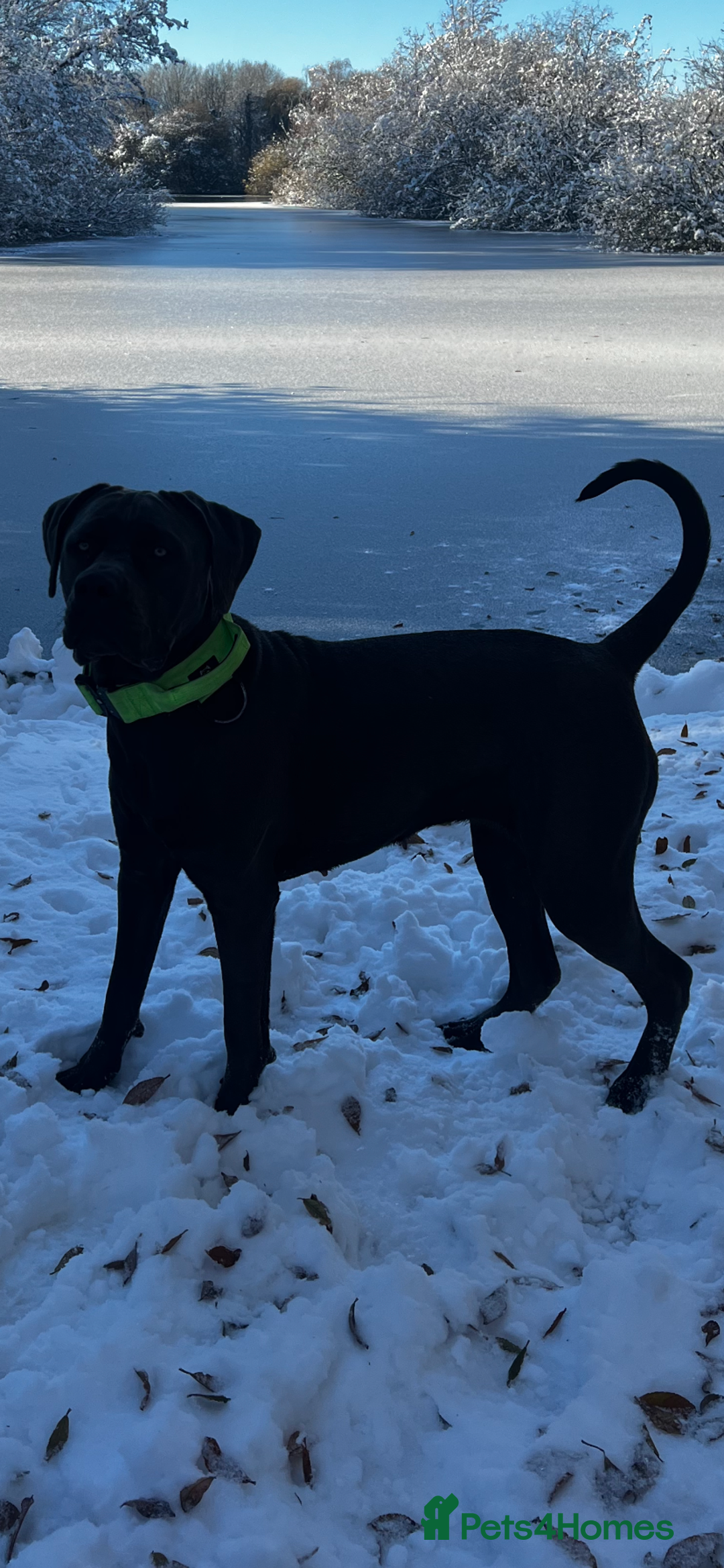 Cane Corso dogs for sale: Cane Corso Puppies Looking for Their Forever Homes - Advert 15