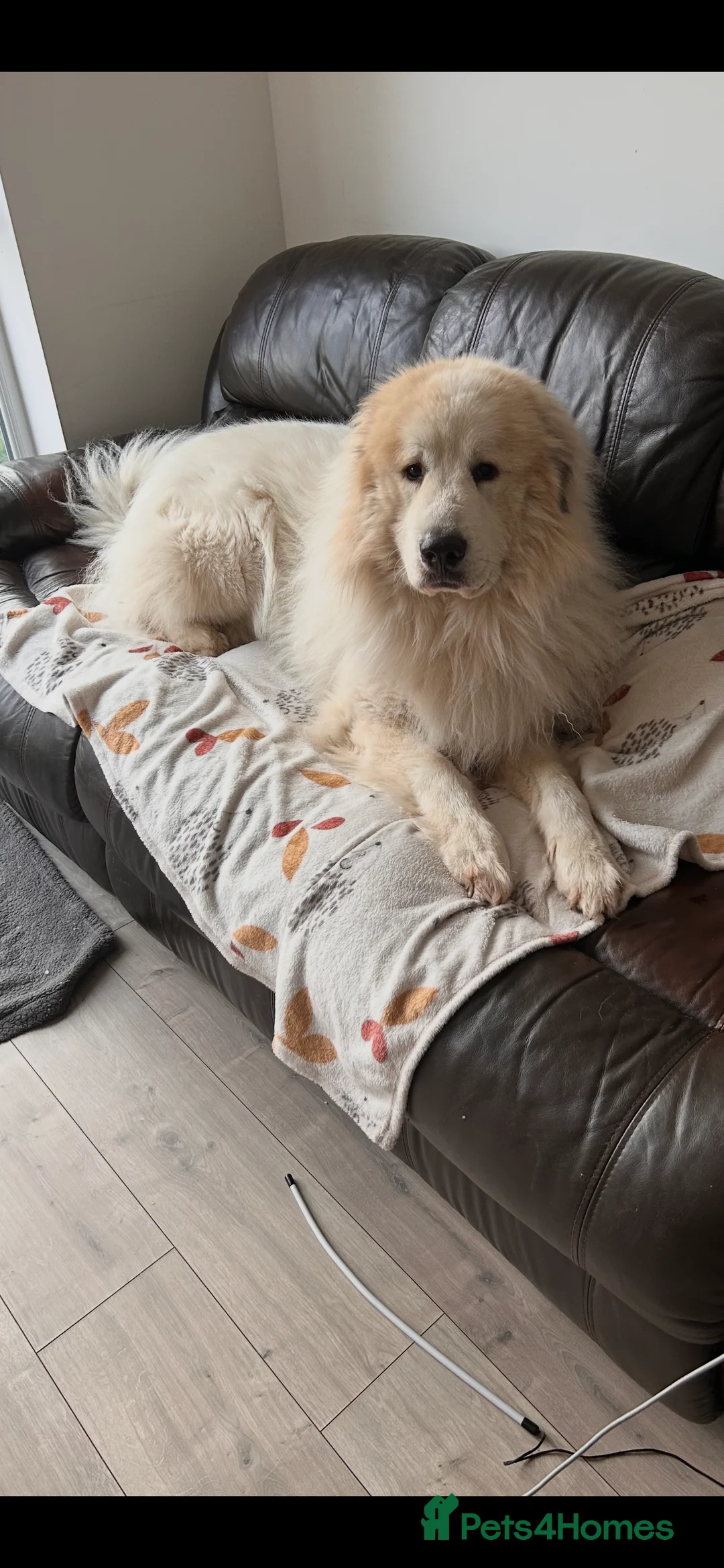 Pyrenean Mountain Dog dogs for stud: KC registered Pyrenean Mountain Dog for stud - Advert 4