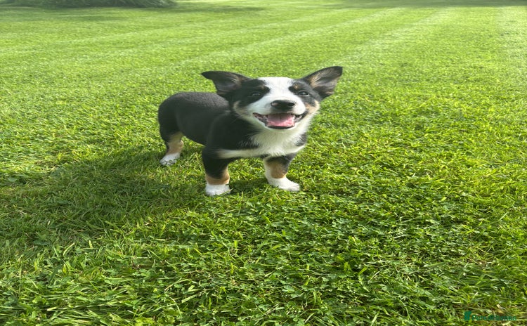 Border Collie dogs in Caernarfon - Advert 4