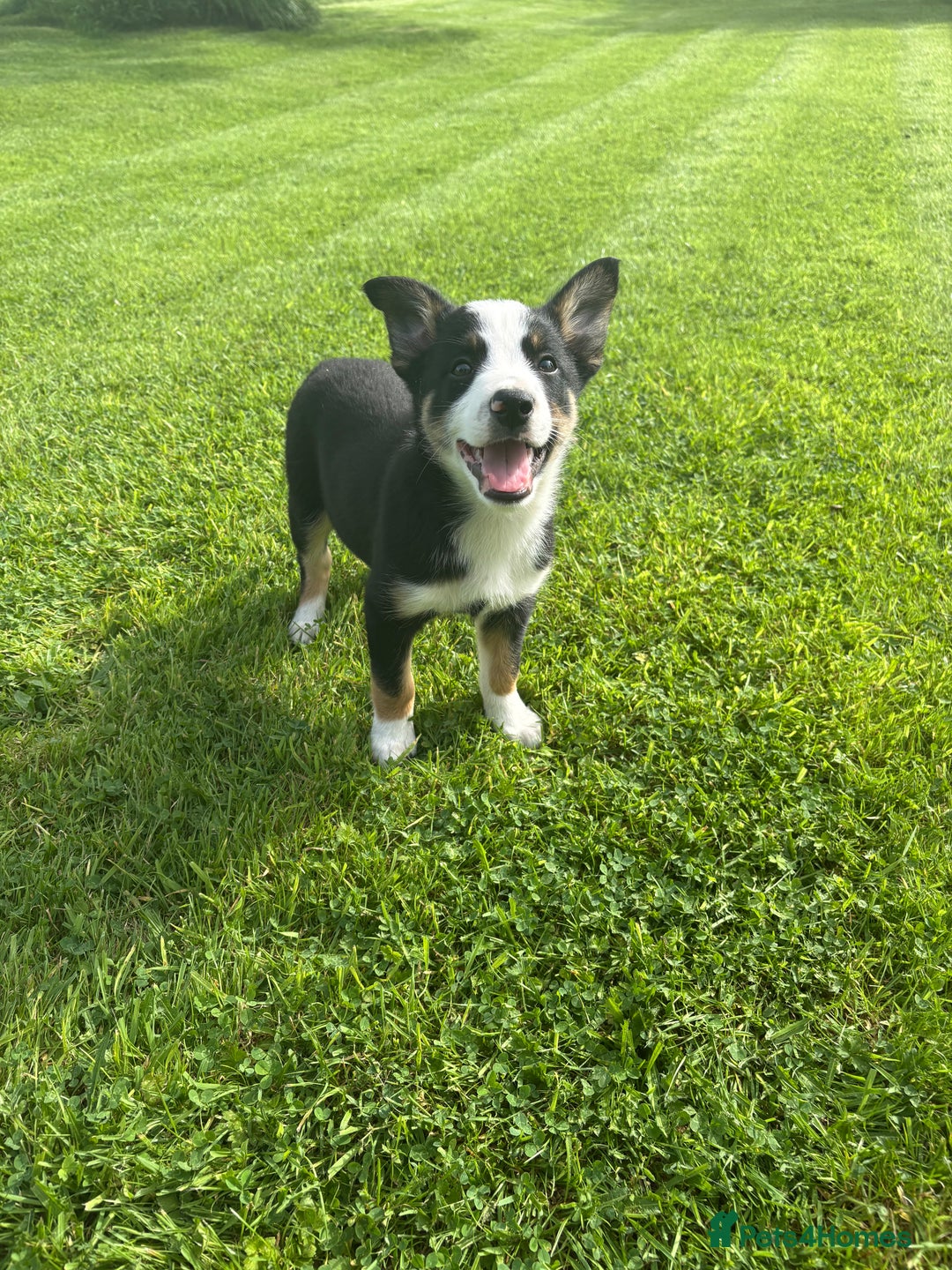 Border Collie dogs for sale: Border Collie Puppies 🐾 in Caernarfon - Image 1