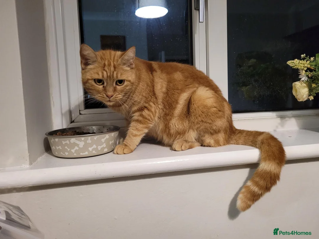 Mixed Breed cats for sale: 2 Female Tortoise Shell Kittens - Advert 1