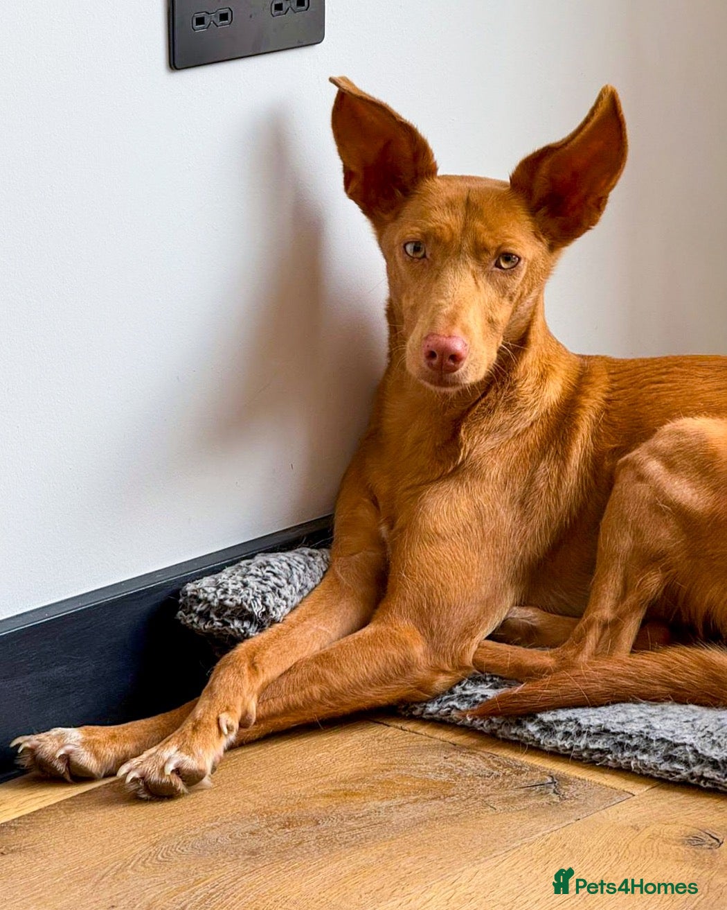 Ibizan Hound dogs Cris - sweet female Podenco  - Advert 1