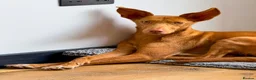 Ibizan Hound dogs for adoption: Cris - sweet female Podenco  in Ware - Advert 1