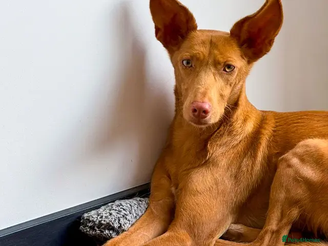 Ibizan Hound dogs Cris - sweet female Podenco - Advert 1