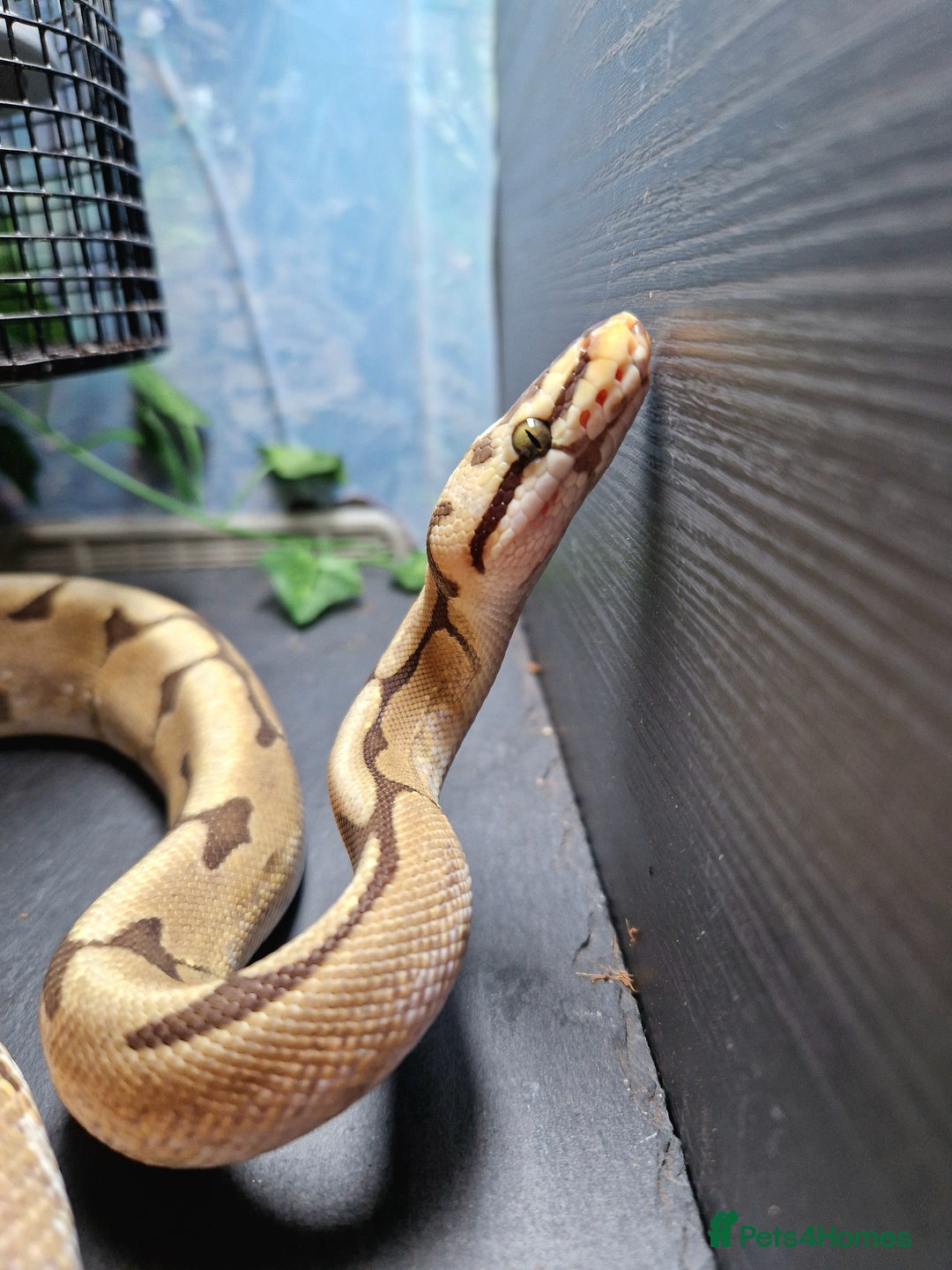 Python Snake reptiles for sale: 3 Year Old Ball Python  - Image 2