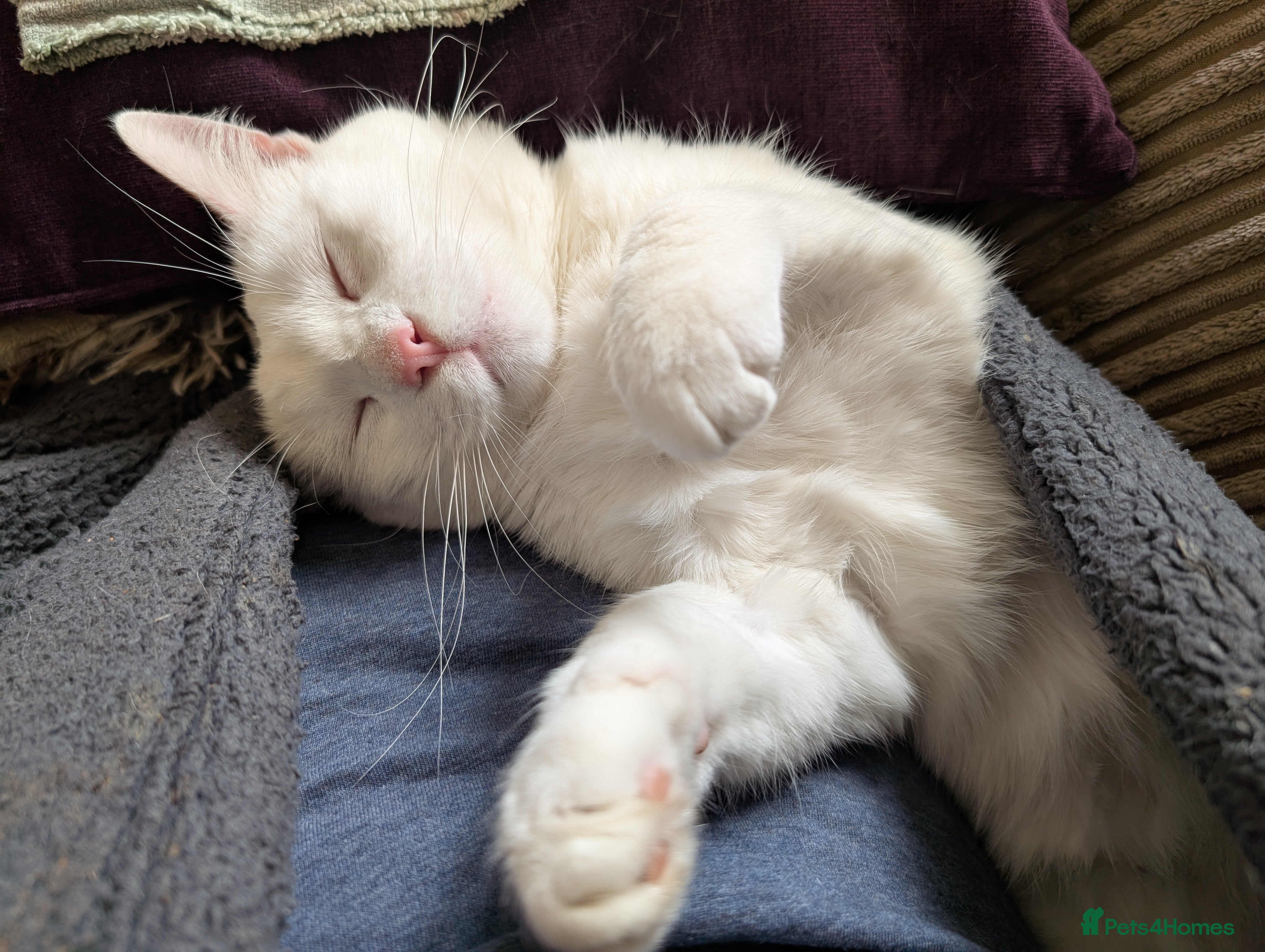 Mixed Breed cats Daisy- 18 months  - Advert 7