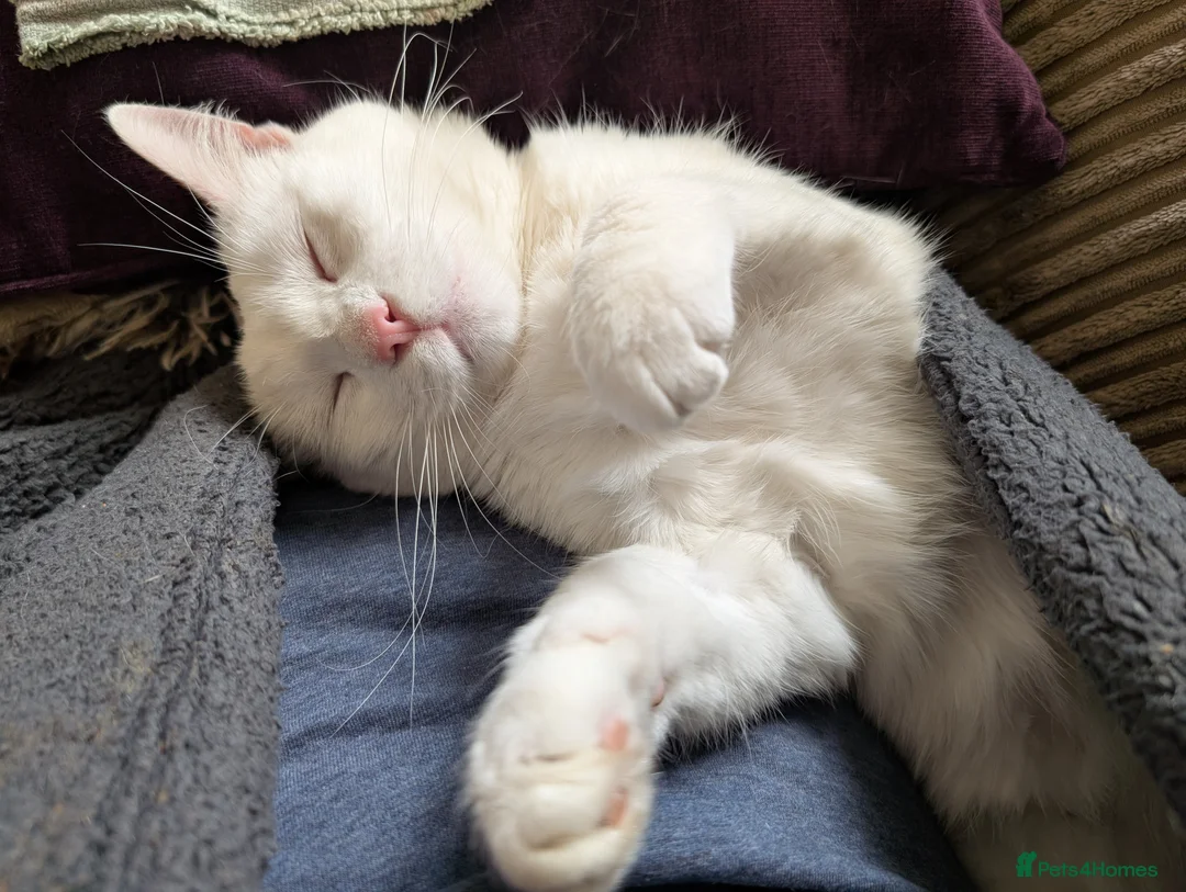 Mixed Breed cats for sale: Daisy- 18 months  - Advert 2