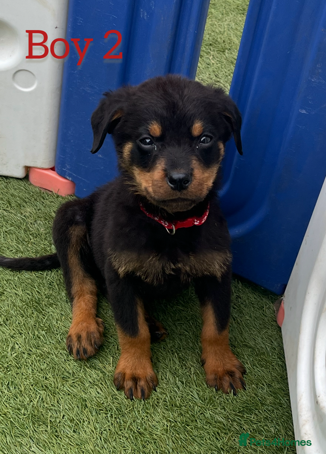 Rottweiler dogs for sale: 6 beautiful Rottweiler puppies for sale  - Image 3