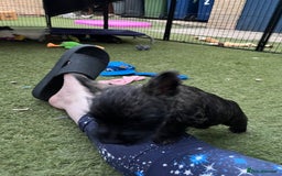 Cairn Terrier dogs for sale: Adorable Cairn Terrier Puppies - Image 13