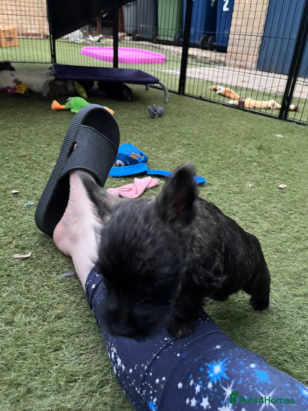 Cairn Terrier dogs for sale: Adorable Cairn Terrier Puppies - Image 13