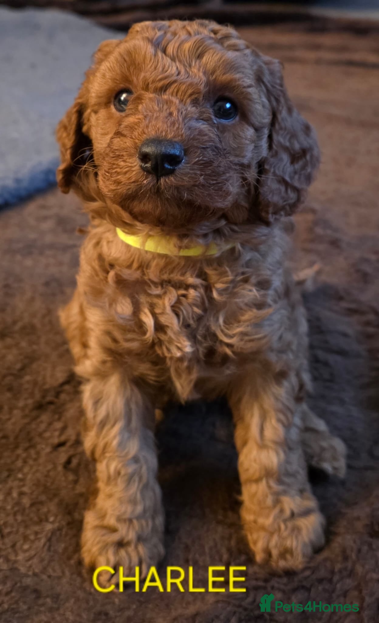 Cavapoo dogs Cavapoos Fb1.  READY TO LEAVE NOW ***** - Advert 6